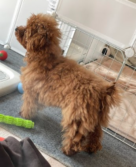 パピー時代のふくまるくんの写真